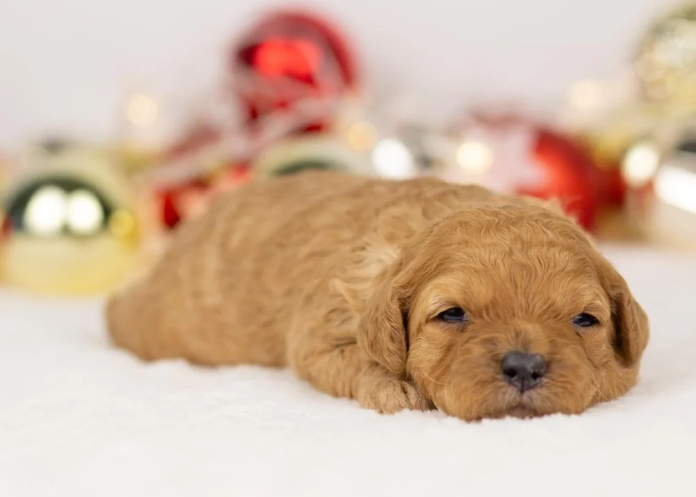 Whitney goldendoodle for sale(1).jpg