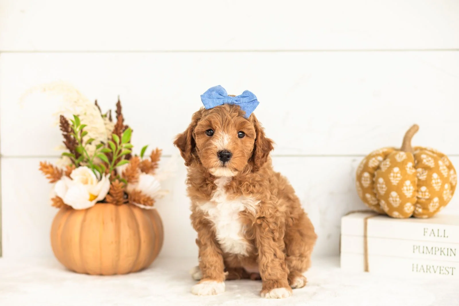 Jade goldendoodle for sale 4.jpg