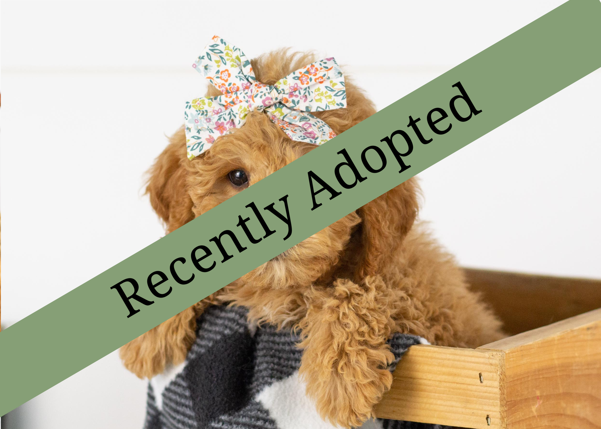 goldendoodle for sale