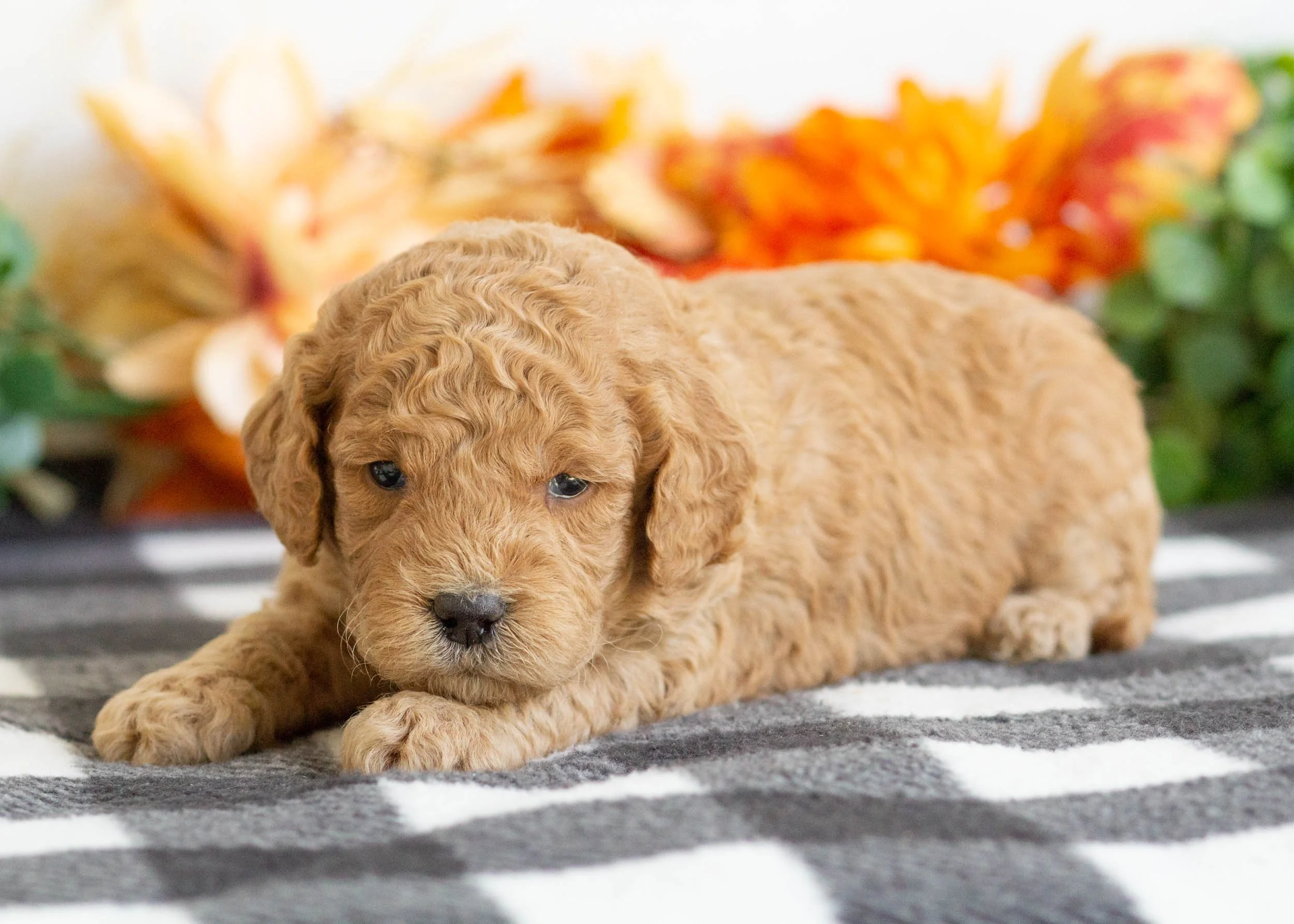 Bella goldendoodle for sale(2).jpg