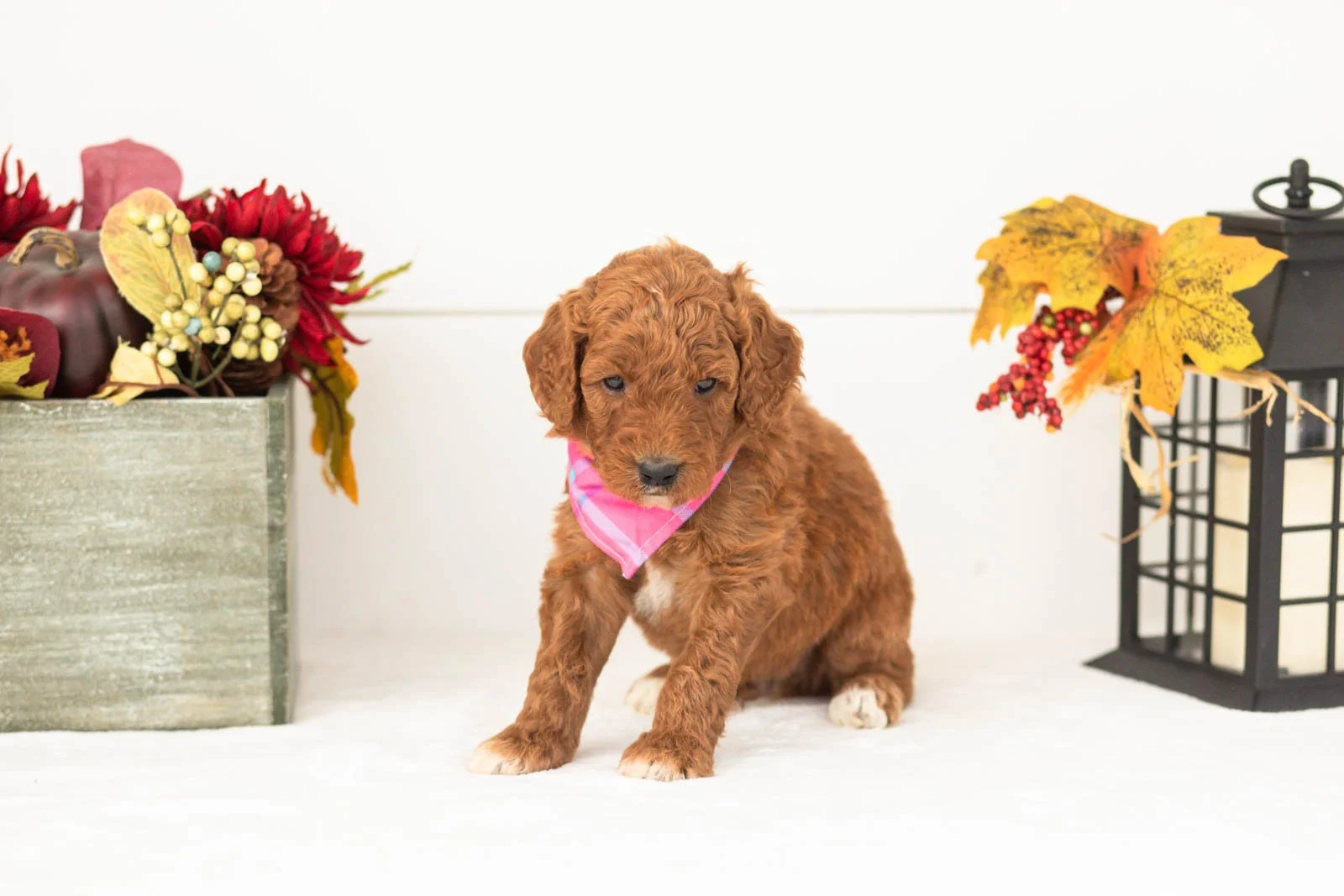 Pooh goldendoodle for sale(2).jpg