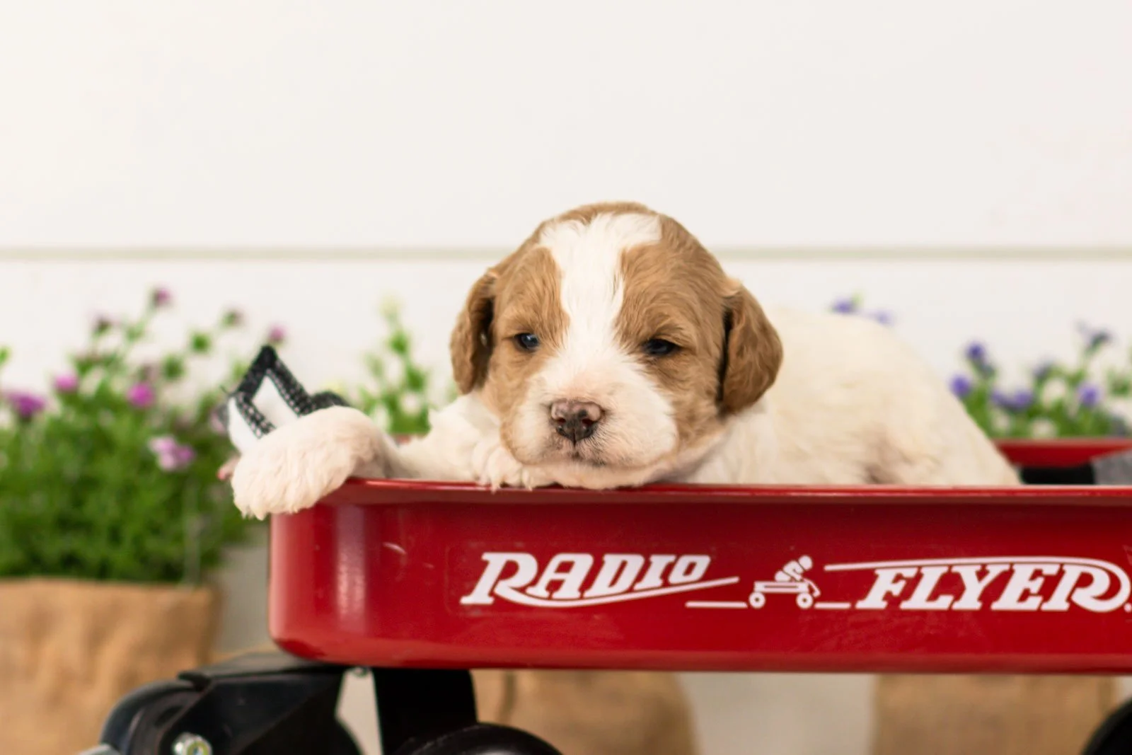 lance goldendoodle for sale(2).jpg