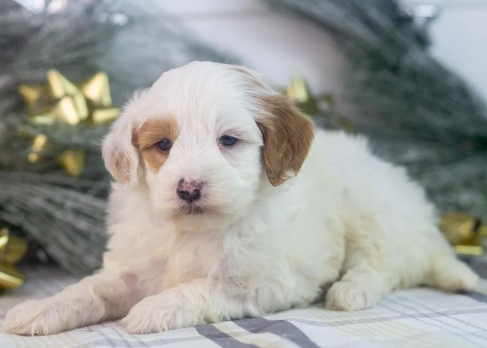 Buddy goldendoodle for sale(2).jpg