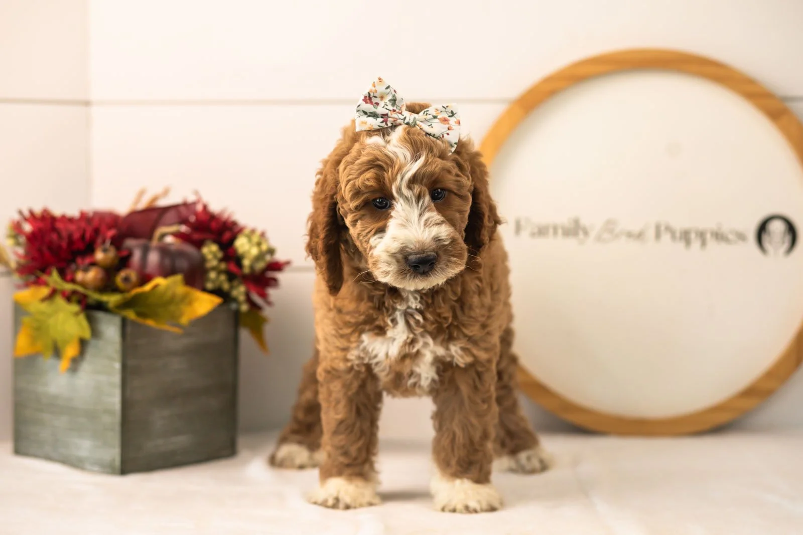 Lindsey goldendoodle for sale(3).jpg