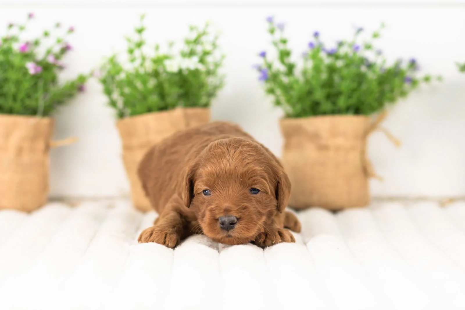lark goldendoodle for sale.jpg