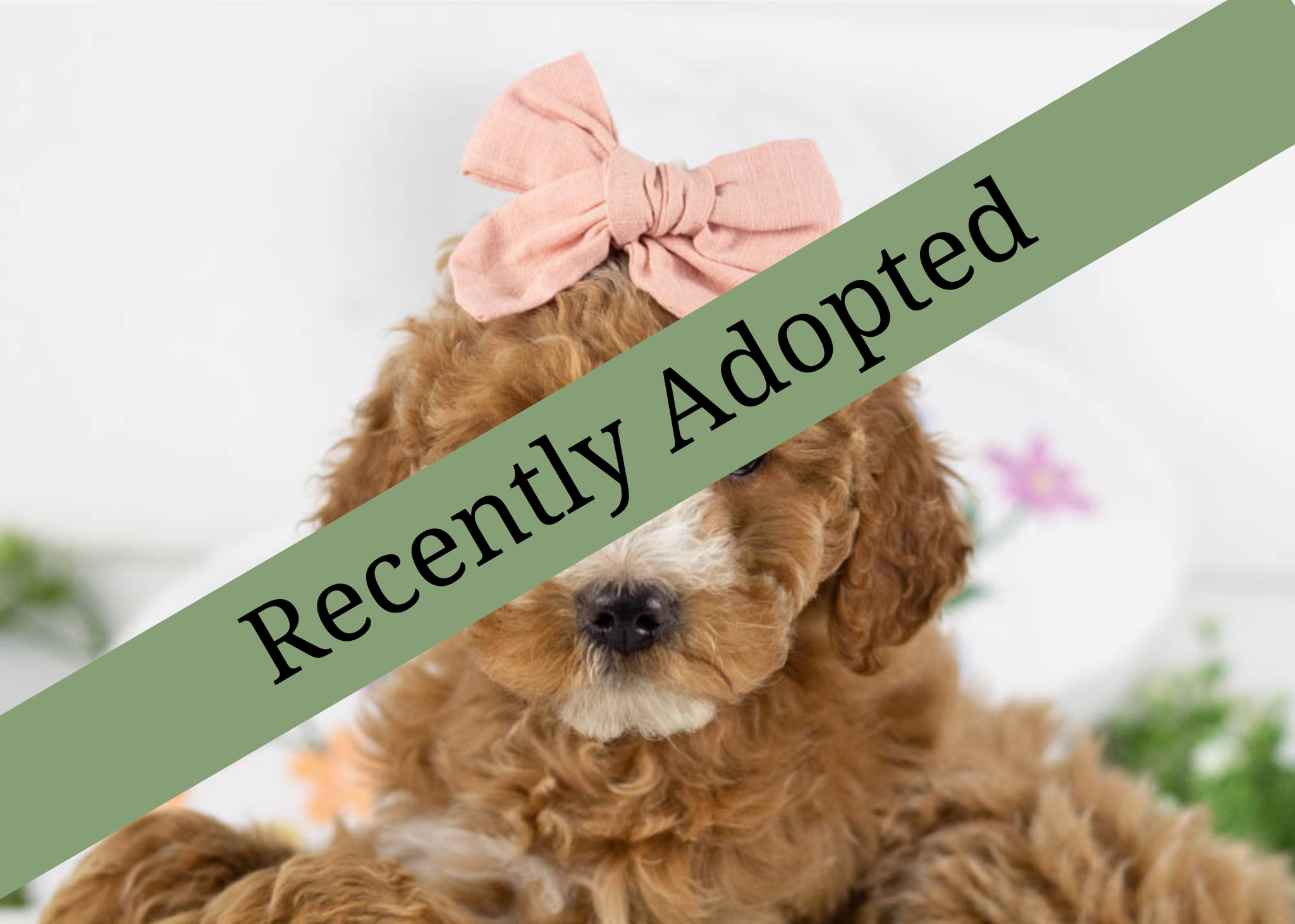 goldendoodle for sale