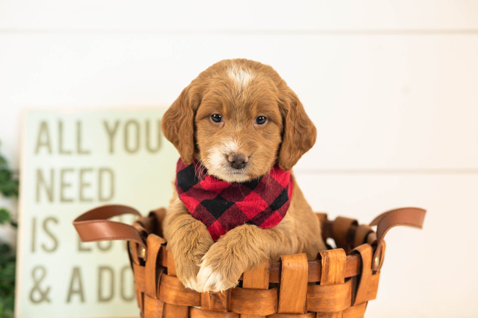 Marley goldendoodle for sale(3).jpg