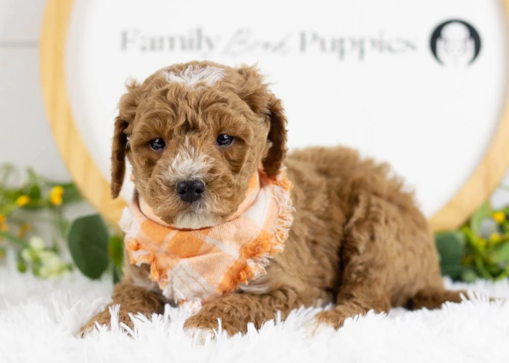 North goldendoodle for sale(3).jpg