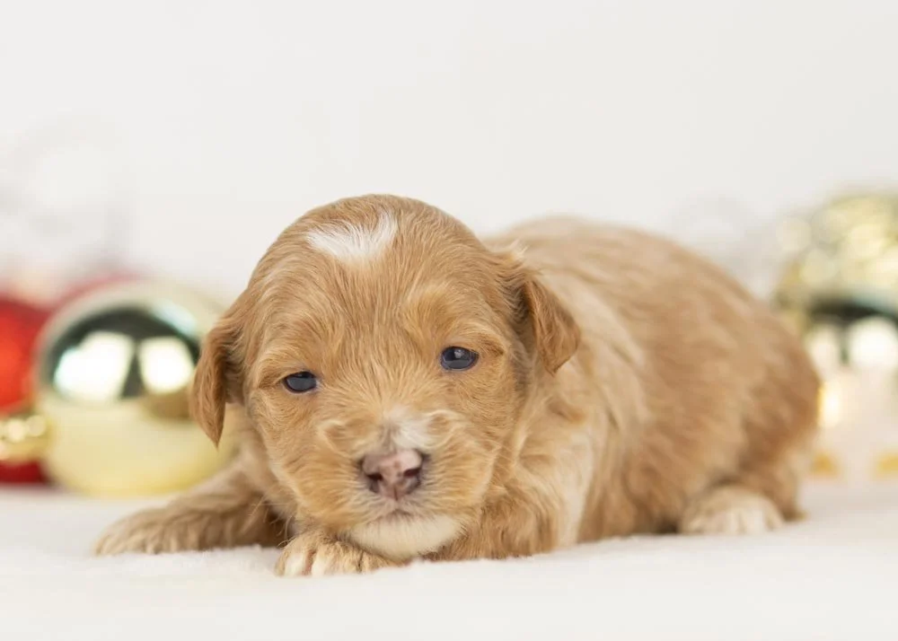 Hattie goldendoodle for sale(3).jpg