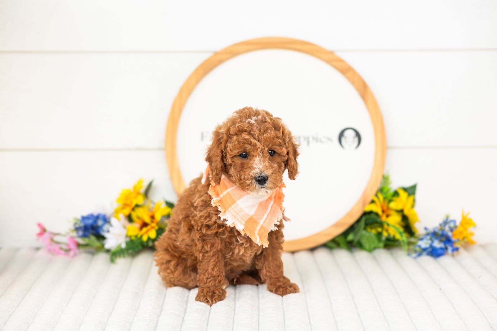 miles goldendoodle for sale(1).jpg