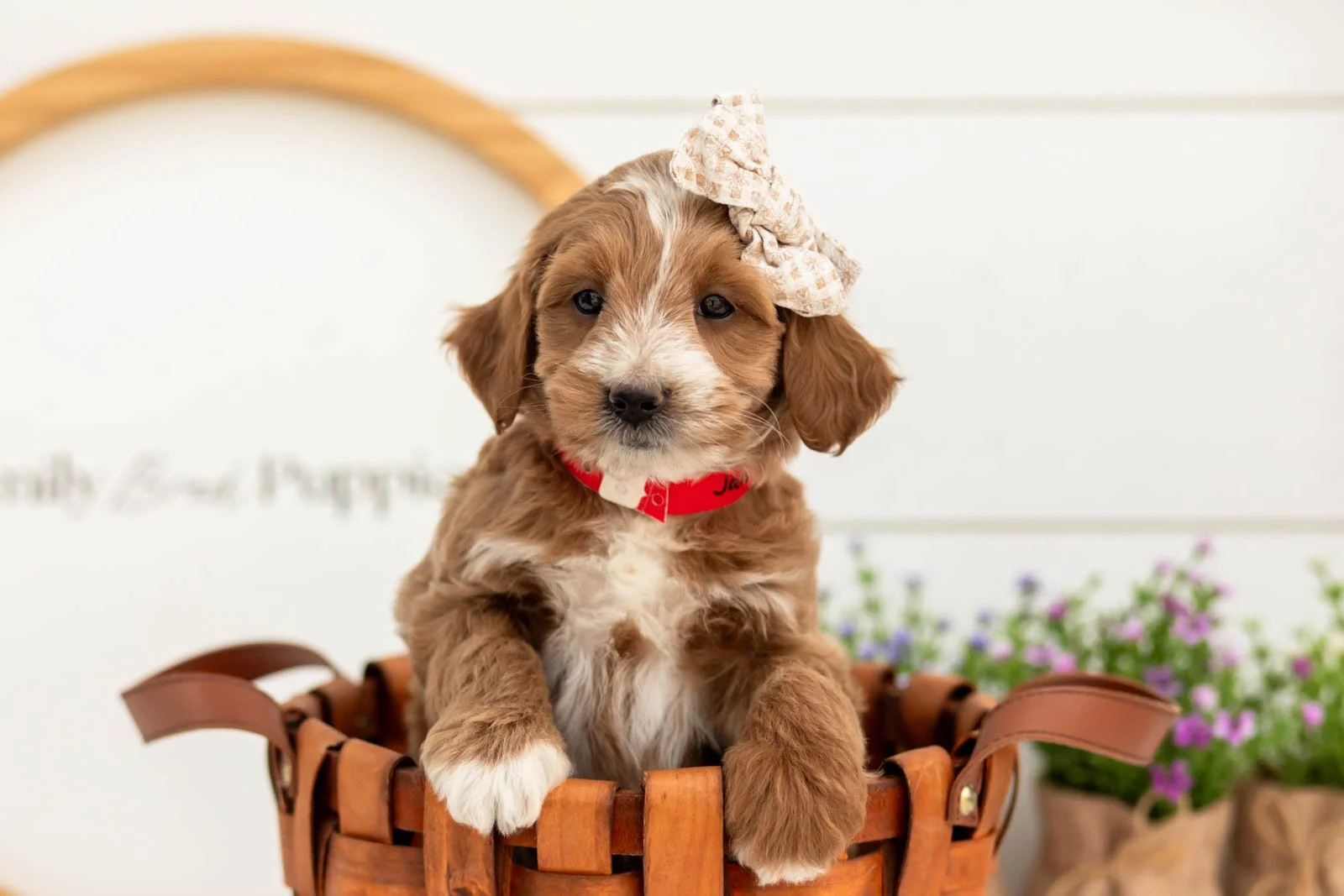 Jan goldendoodle for sale(2).jpg