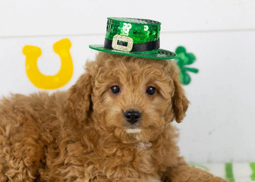 Vinnie goldendoodle for sale(2).jpg