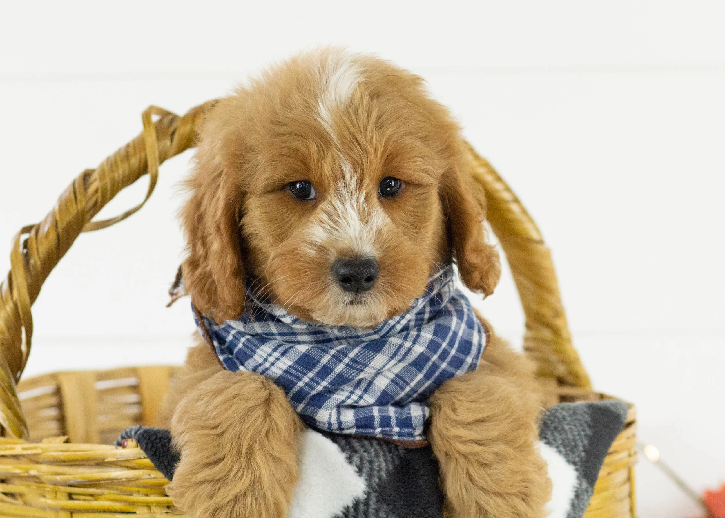 Falcon goldendoodle for sale(2).jpg