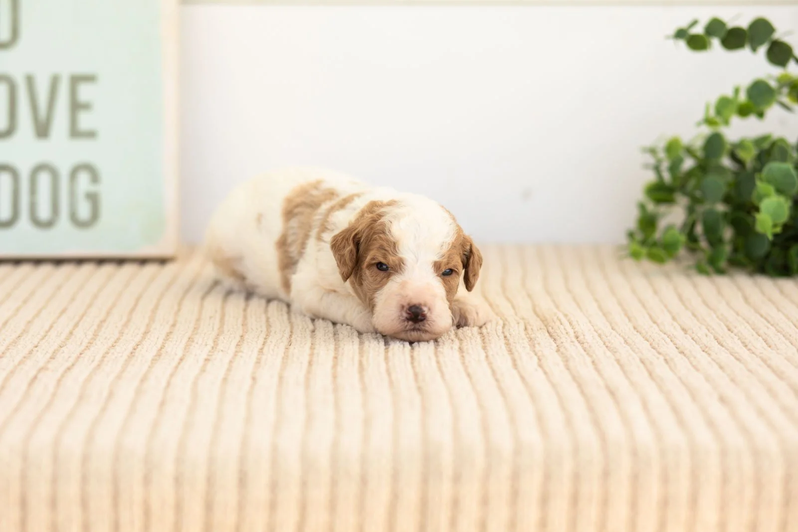 Rocky goldendoodle for sale.jpg