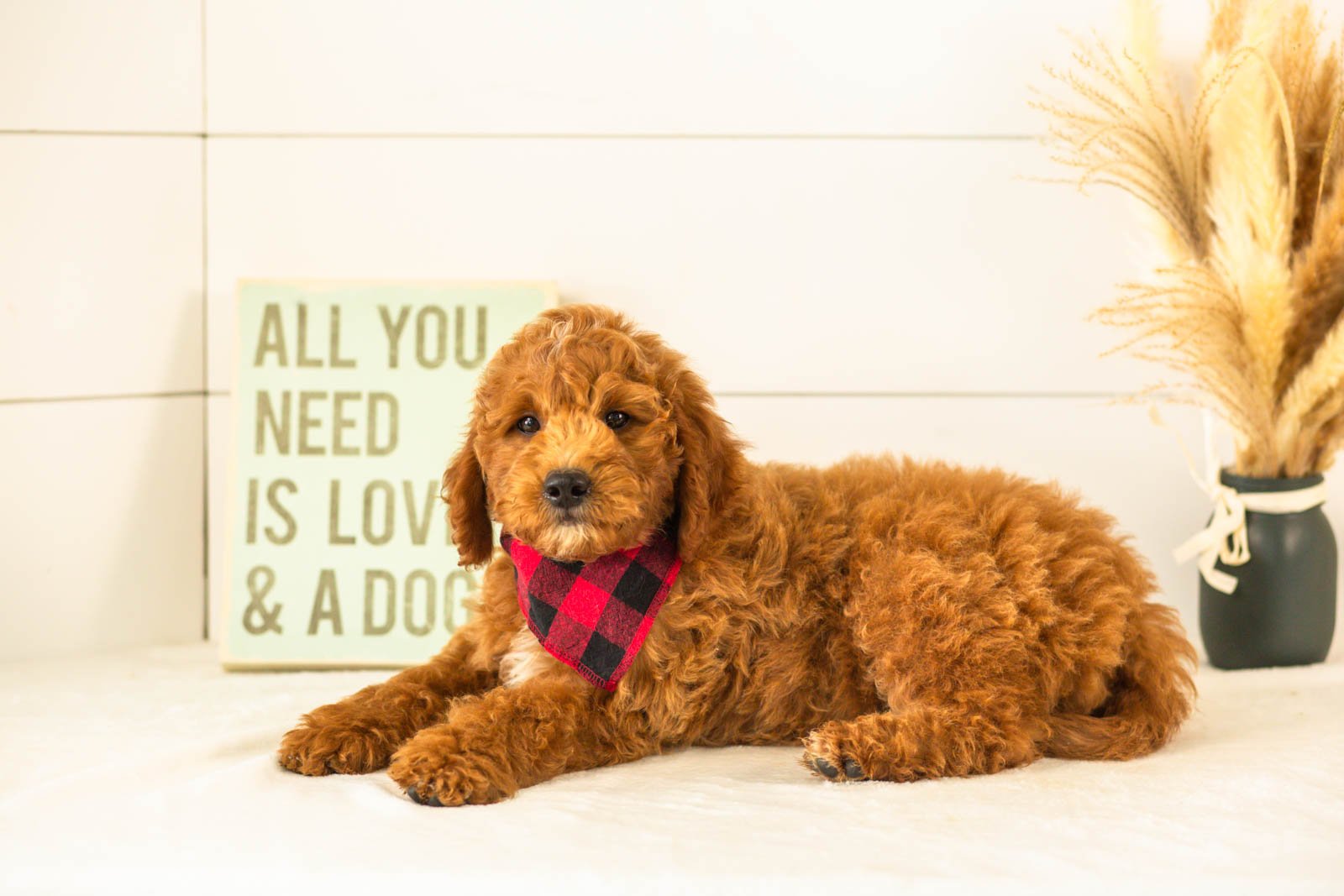 Char goldendoodle for sale(1).jpg