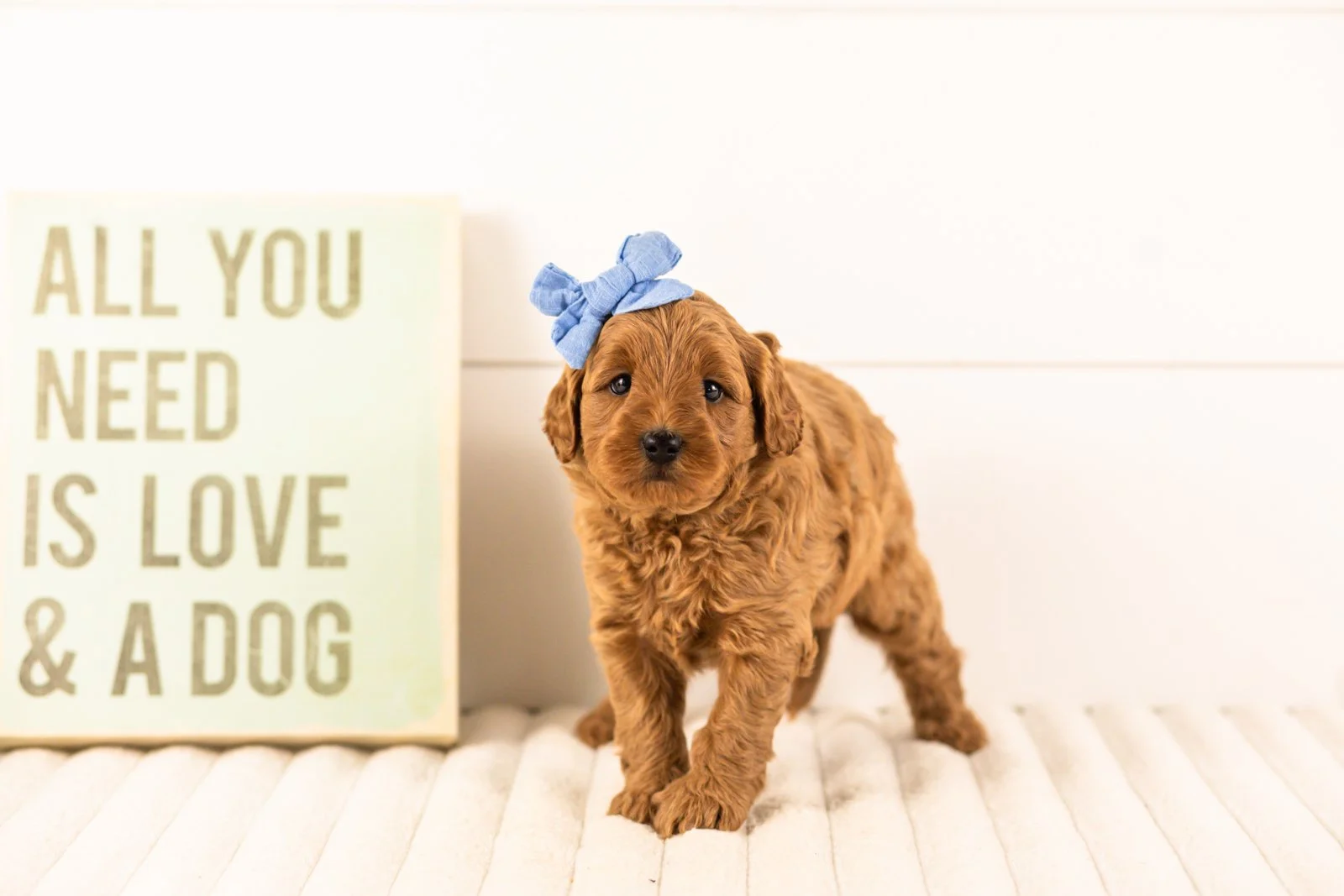 Isabelle goldendoodle for sale.jpg
