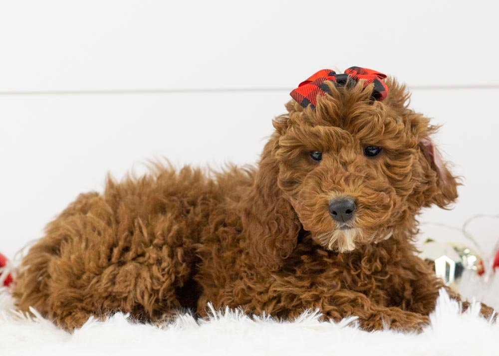 goldendoodle for sale