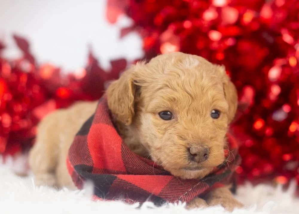 Vermont goldendoodle for sale(3).jpg