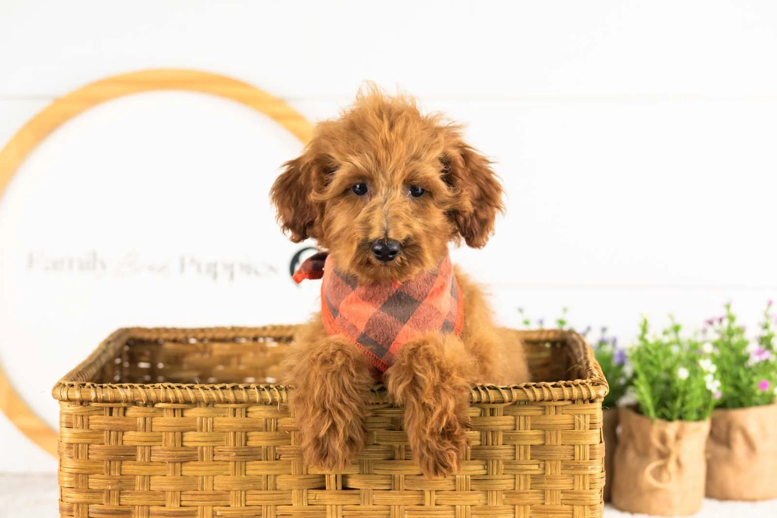 Russell goldendoodle for adoption(3).jpg