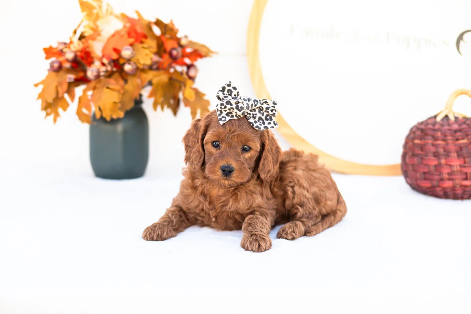Eva goldendoodle for sale 5.jpg