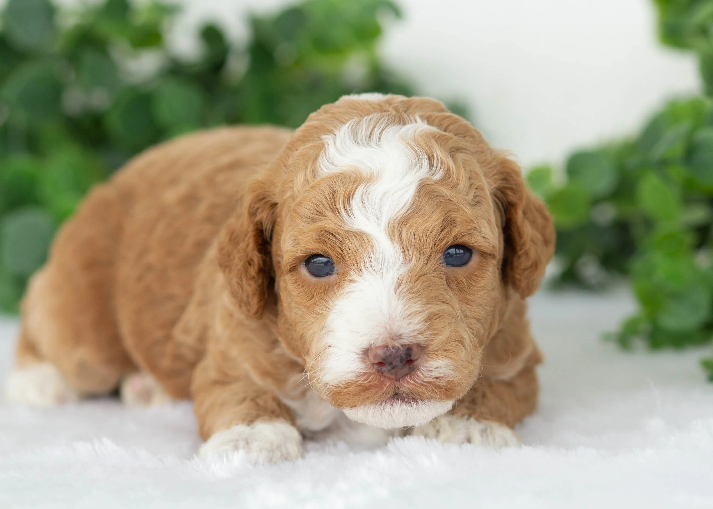 Maxwell Goldendoodles for sale.jpg