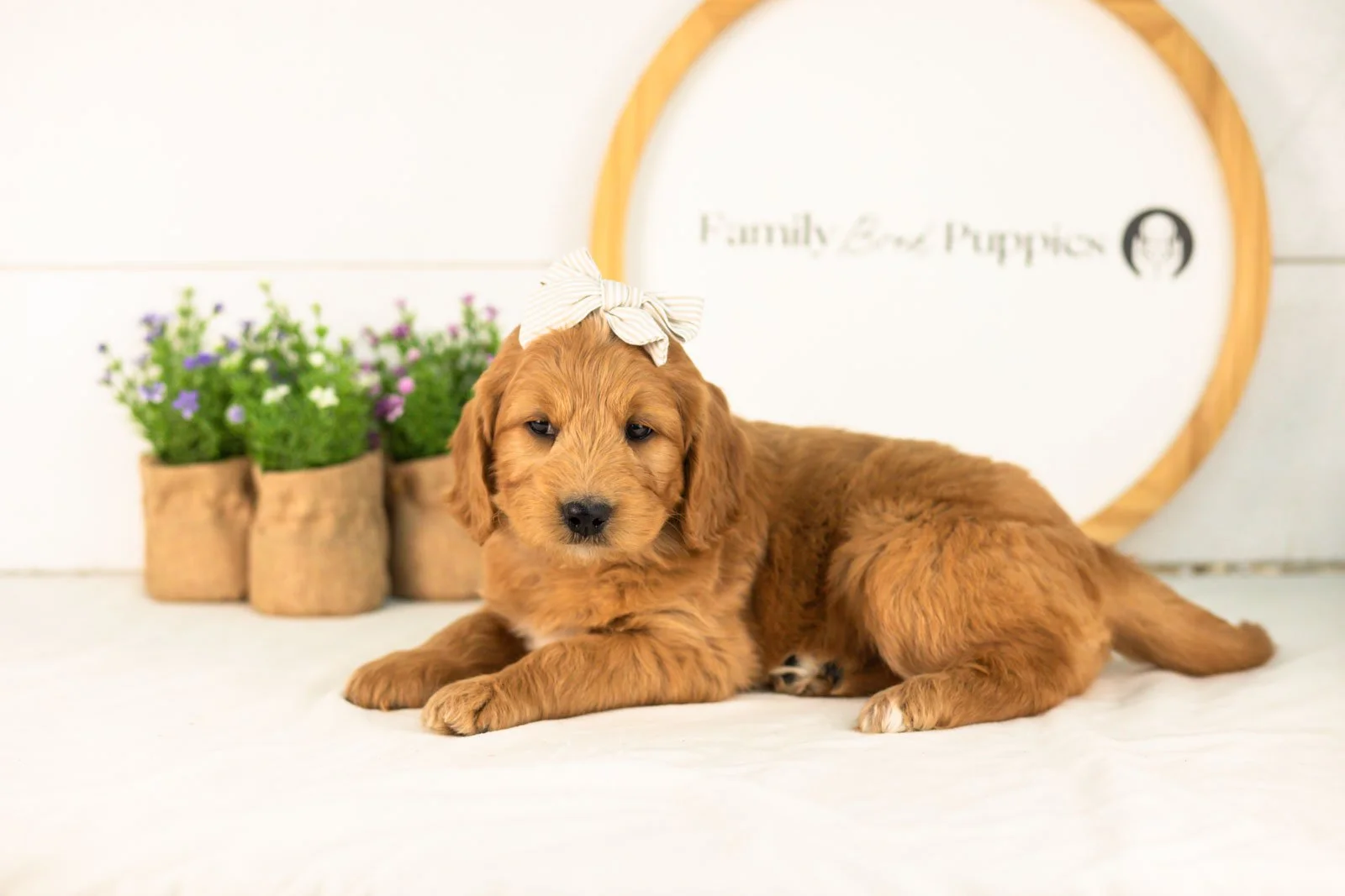 Cha-cha goldendoodle for sale.jpg