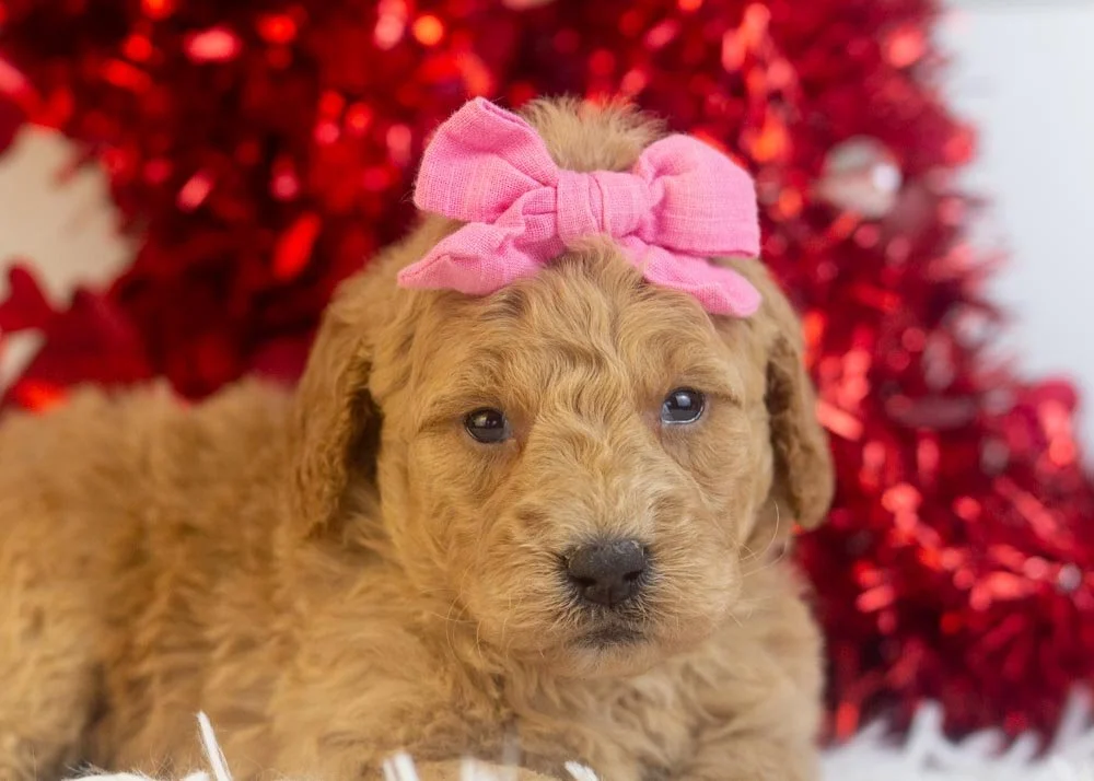 Lindsey goldendoodle for sale(1).jpg