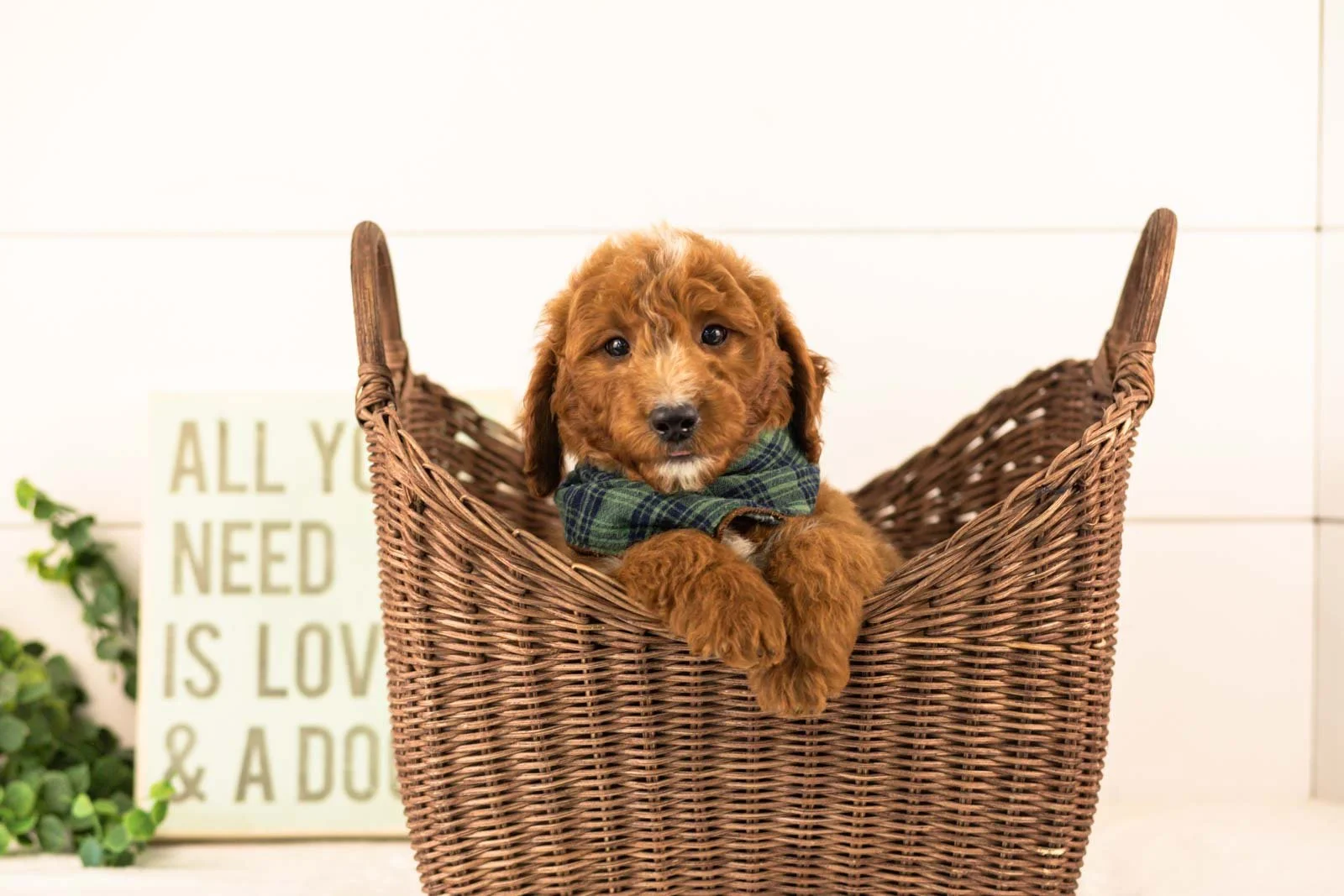 Pika goldendoodle for sale(3).jpg