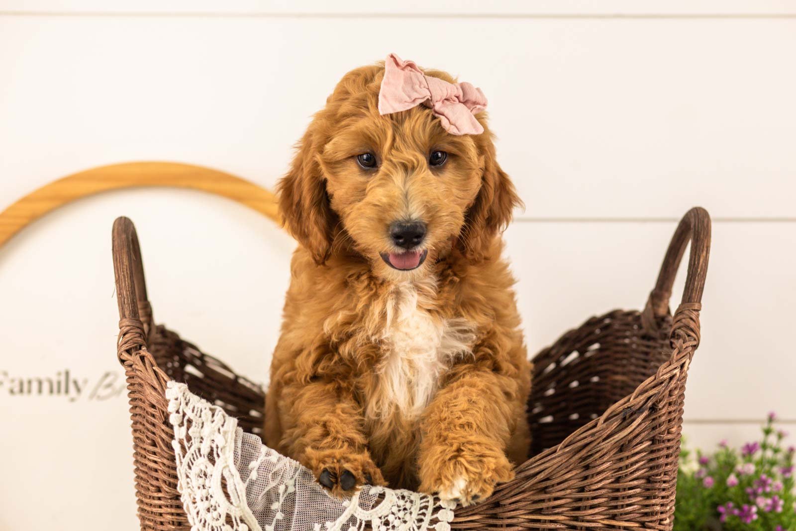 Stormy goldendoodle for sale(2).jpg