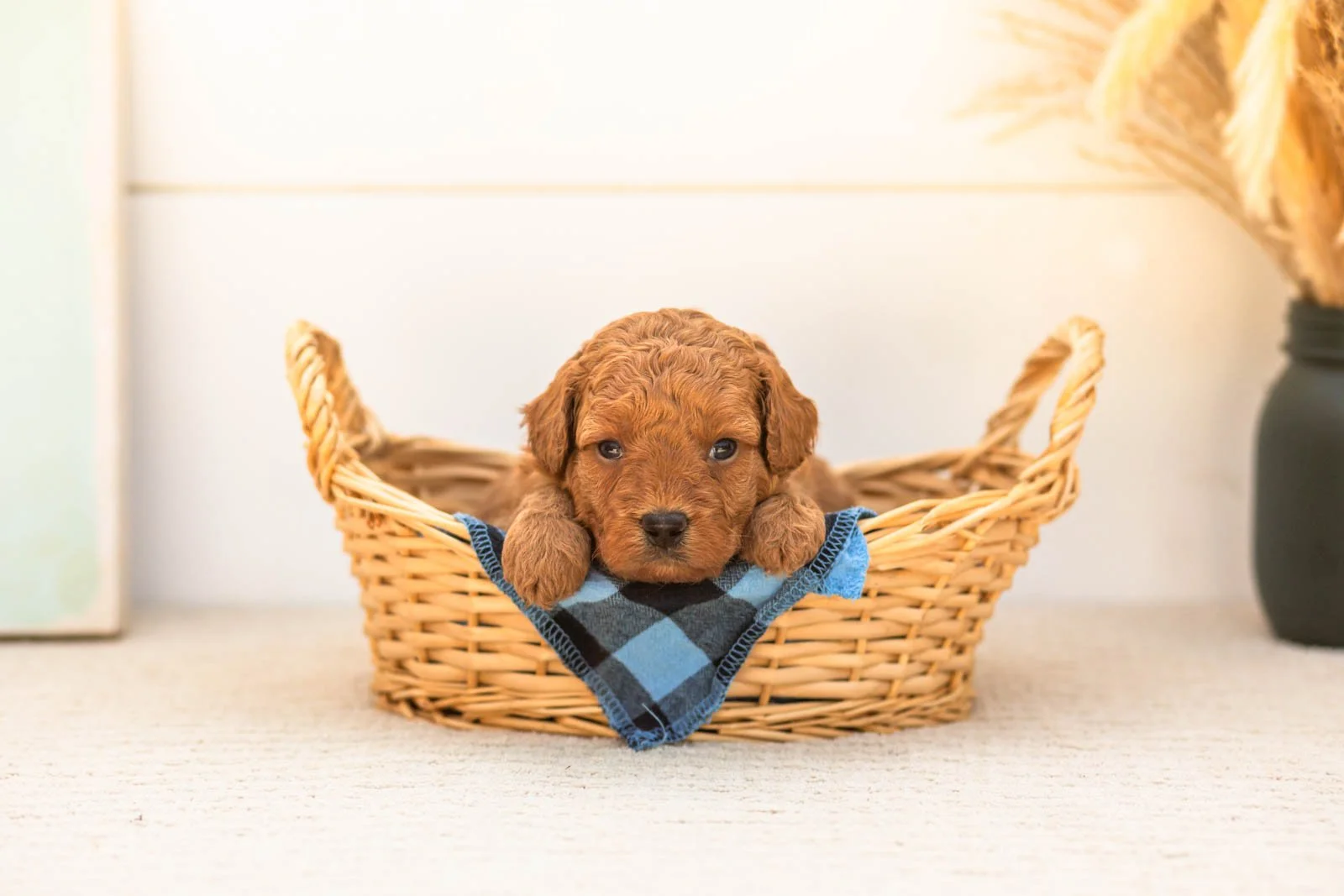 Ladybug goldendoodle for sale(3).jpg