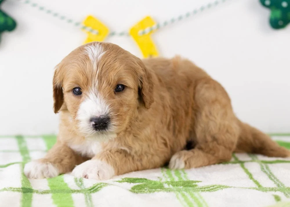 Paul goldendoodle for sale(2).jpg