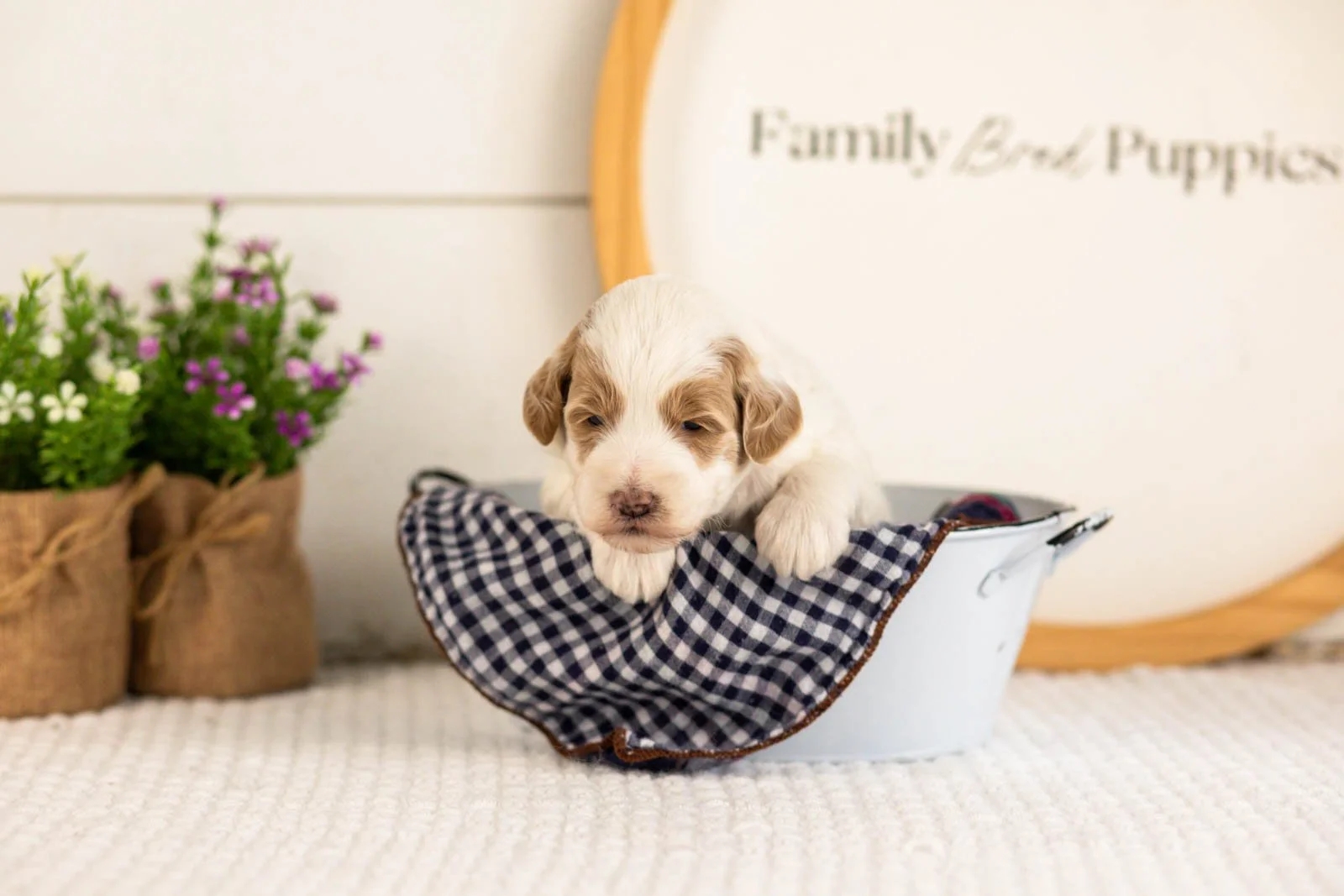 Leslie goldendoodle for sale(4).jpg