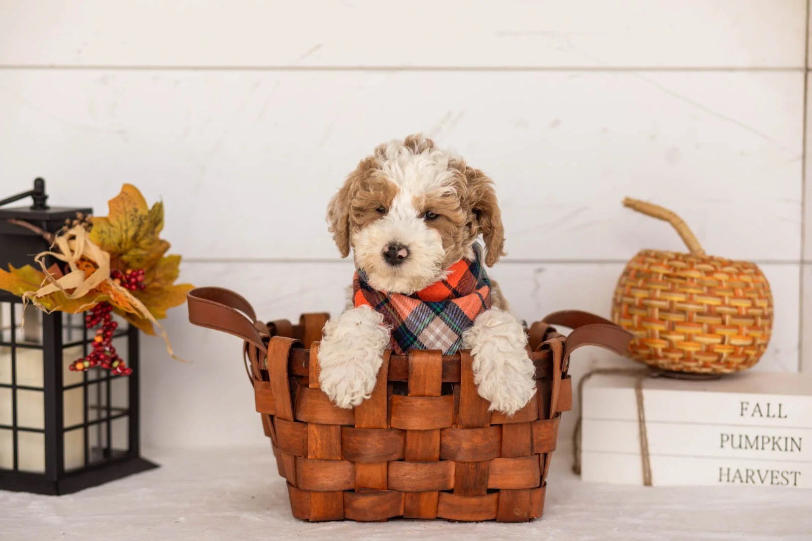 Wilder goldendoodle for sale 1.jpg