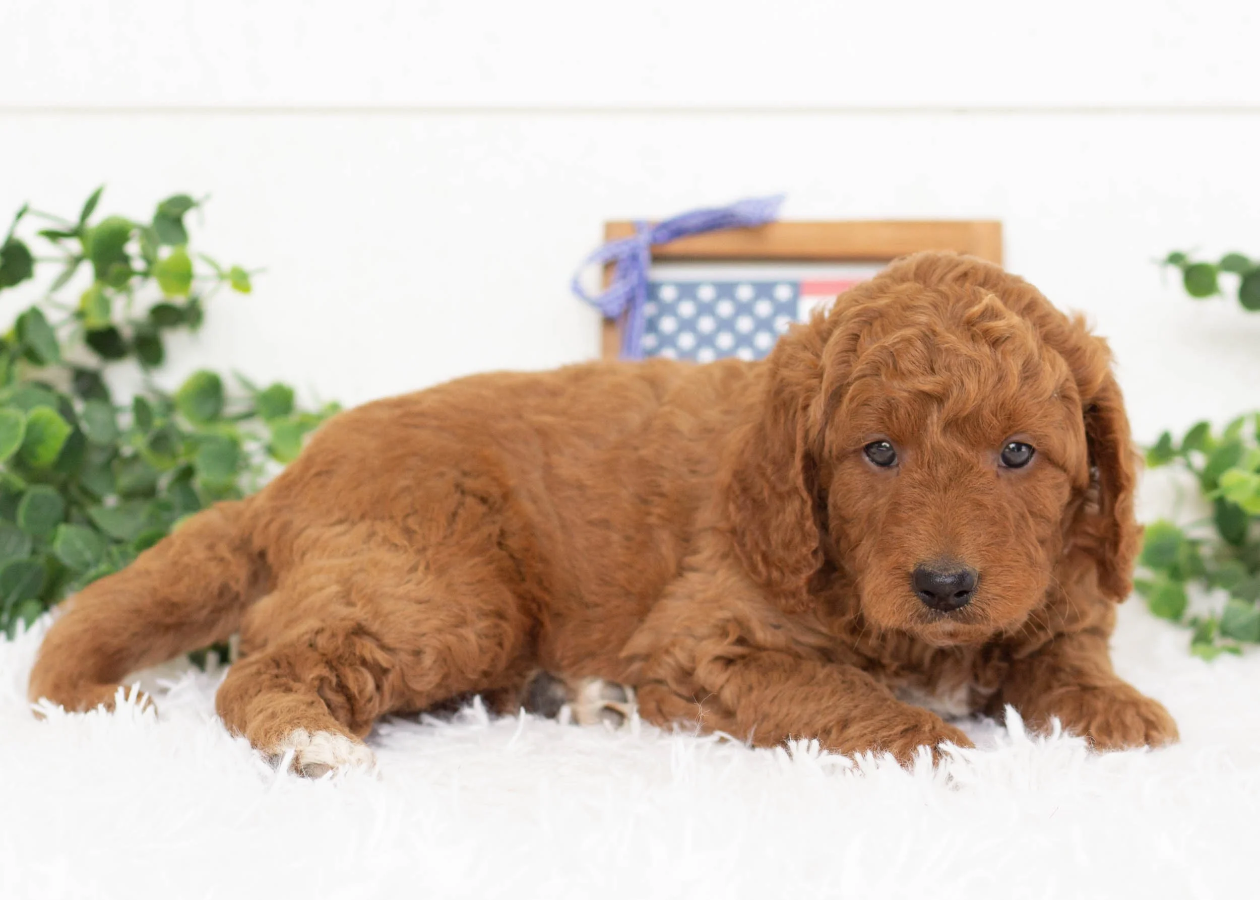 Buster Goldendoodle For Sale(1).jpg