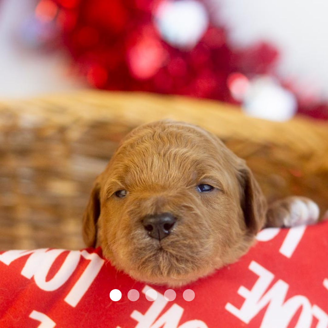 Copy of FBP Design.png