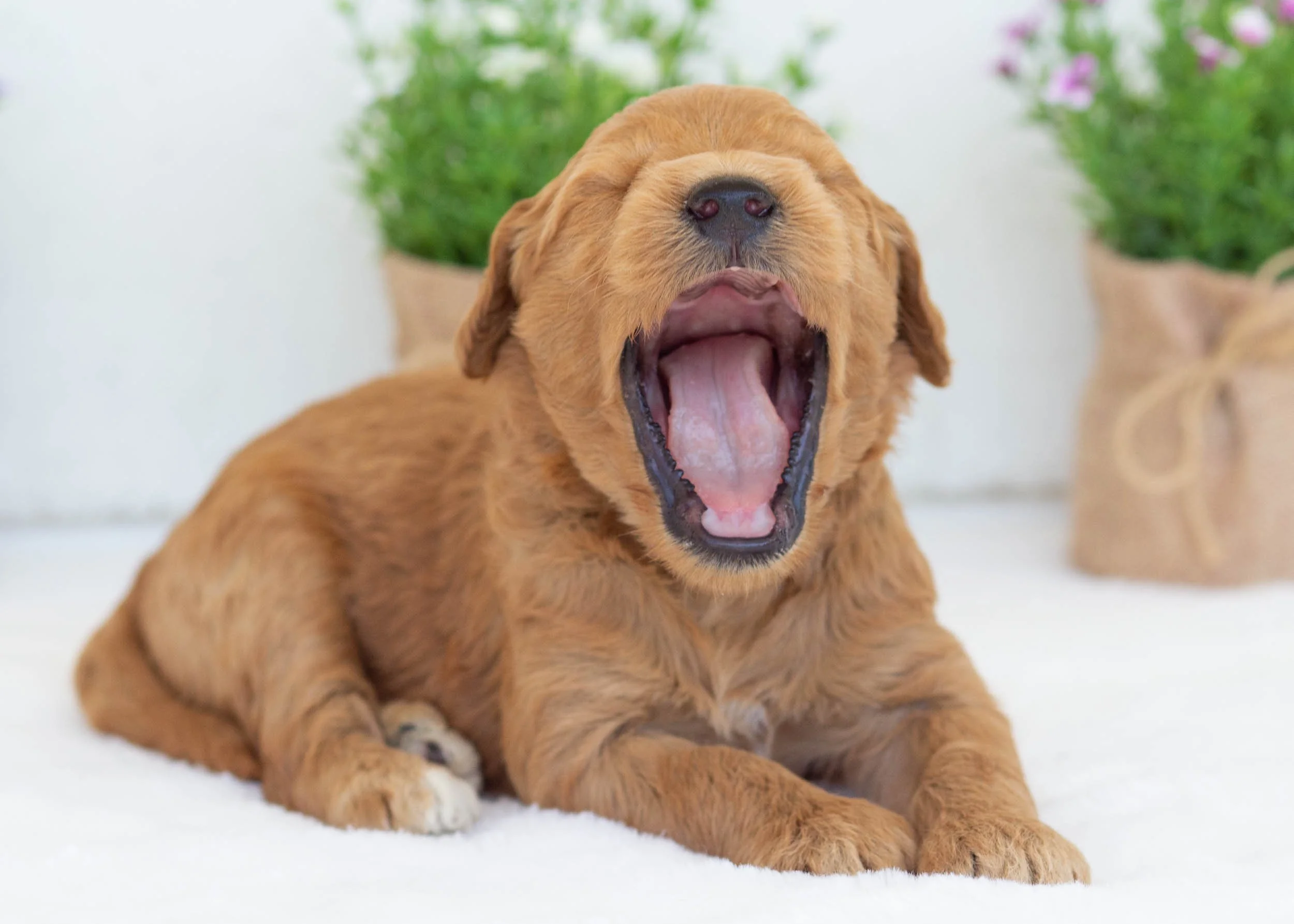 Pebbles goldendoodle for sale1.jpg