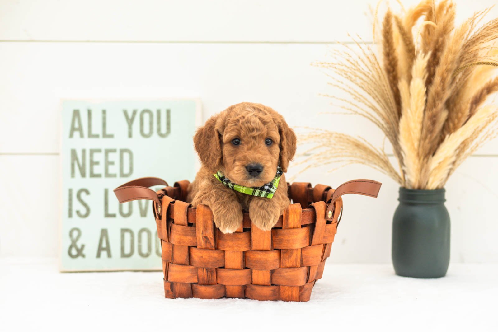 Matcha goldendoodle for sale.jpg