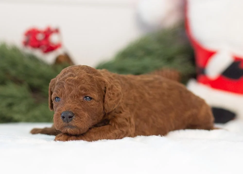 Santa goldendoodle for sale(3).jpg