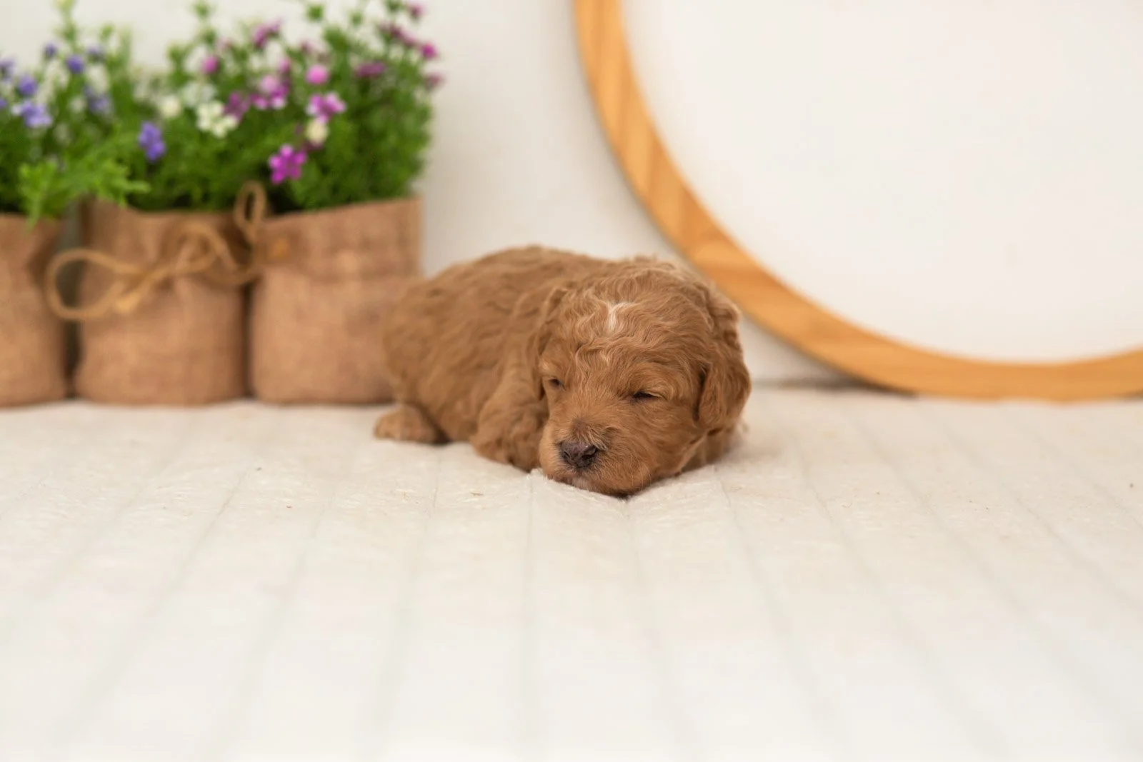 Liberty goldendoodle for sale.jpg