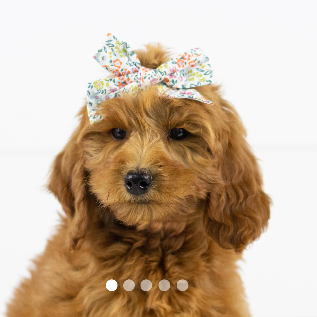 Copy of FBP Design.png