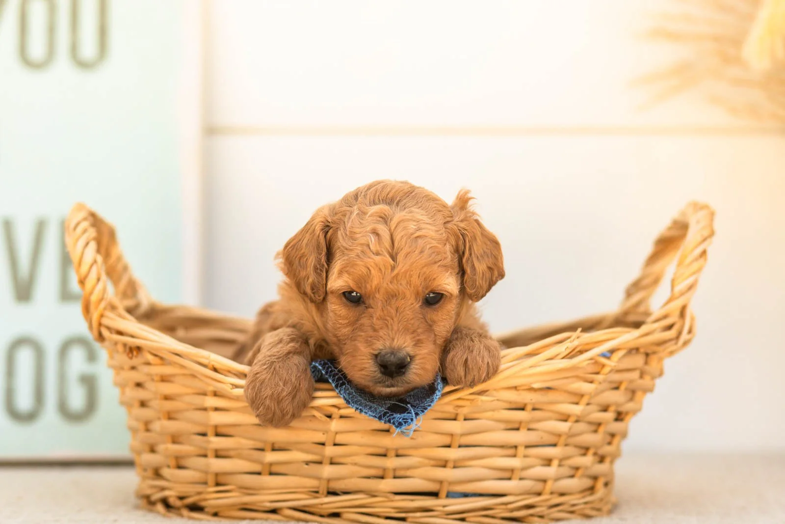 Mantis goldendoodle for sale(3).jpg