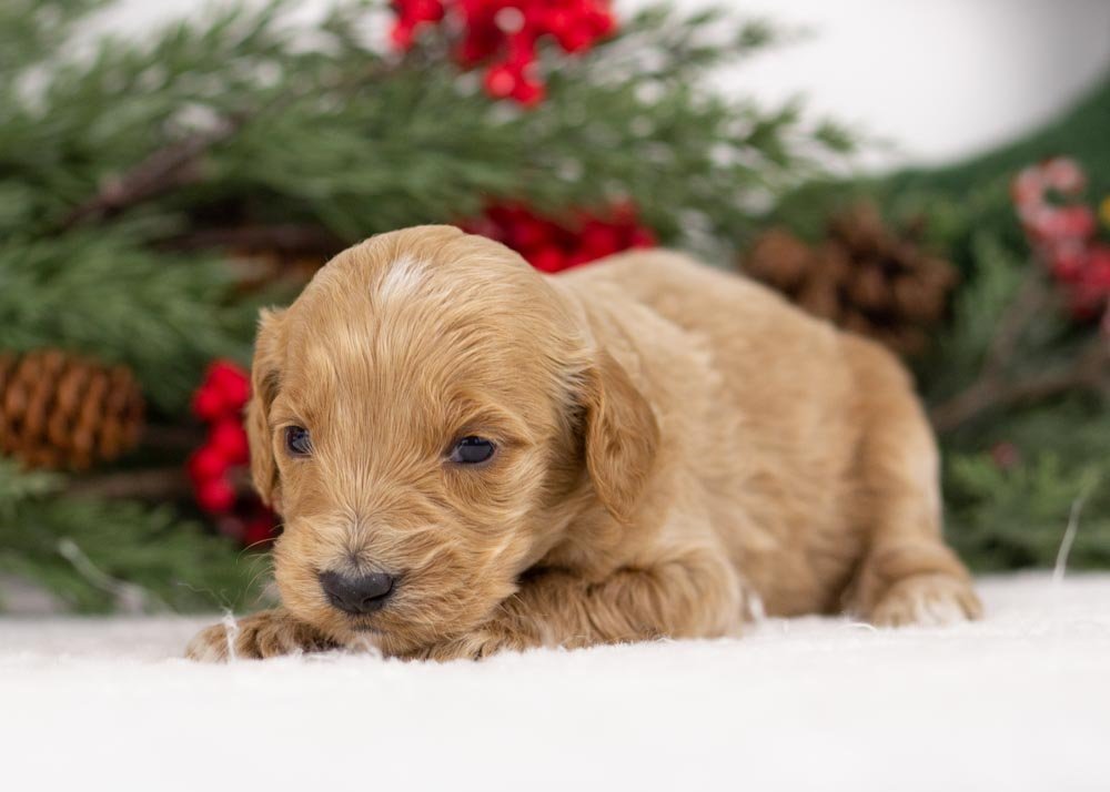 Magic goldendoodle for sale(3).jpg