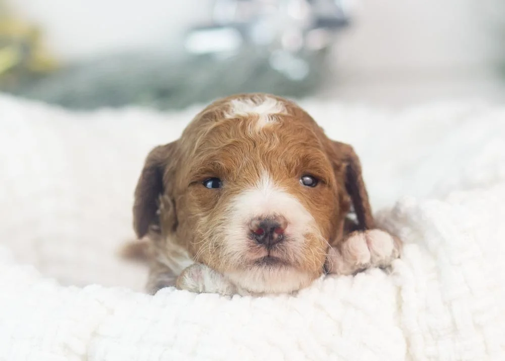 riff goldendoodle for sale.jpg