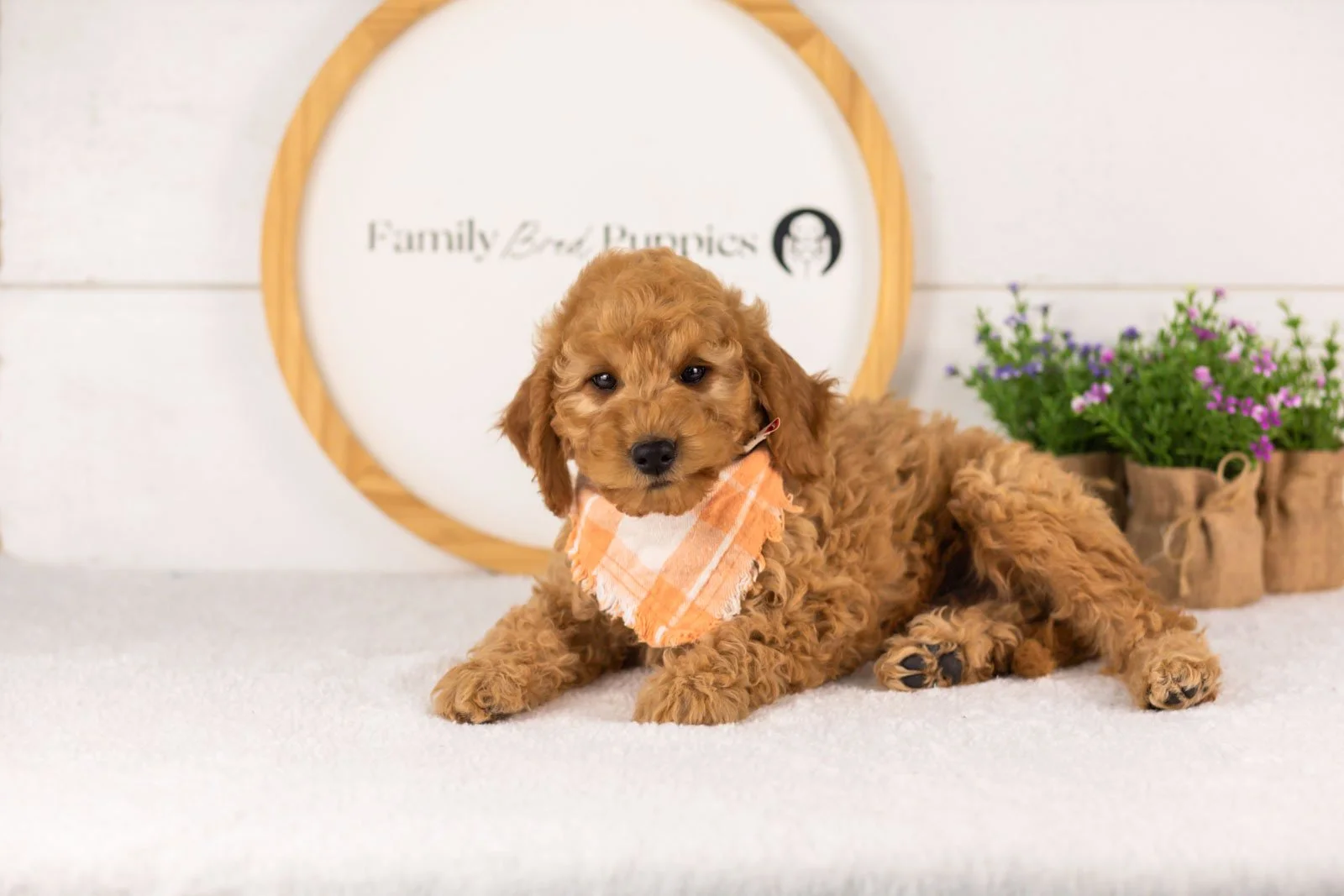 Rainer goldendoodle for sale.jpg