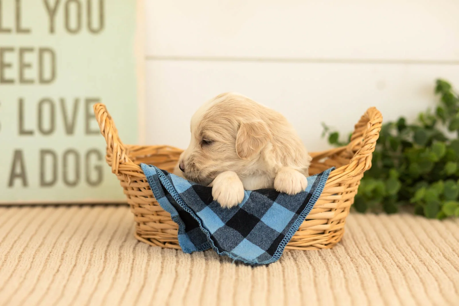 Marigold goldendoodle for sale(2).jpg