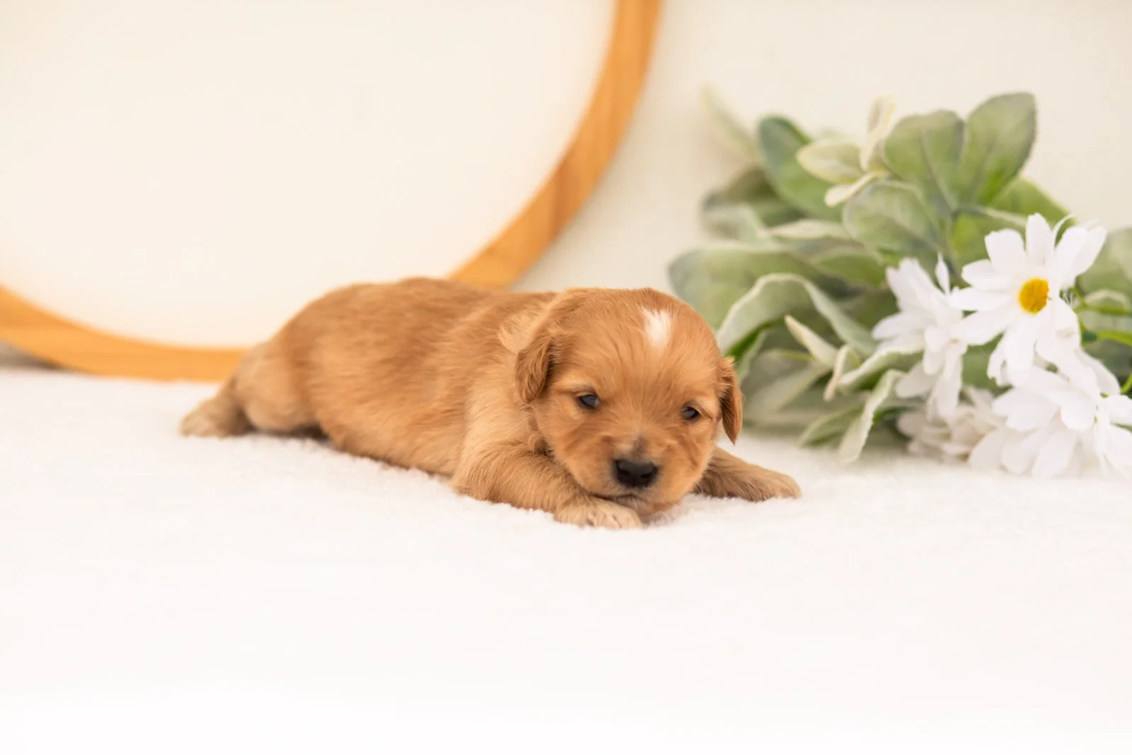 Emma goldendoodle for sale.jpg