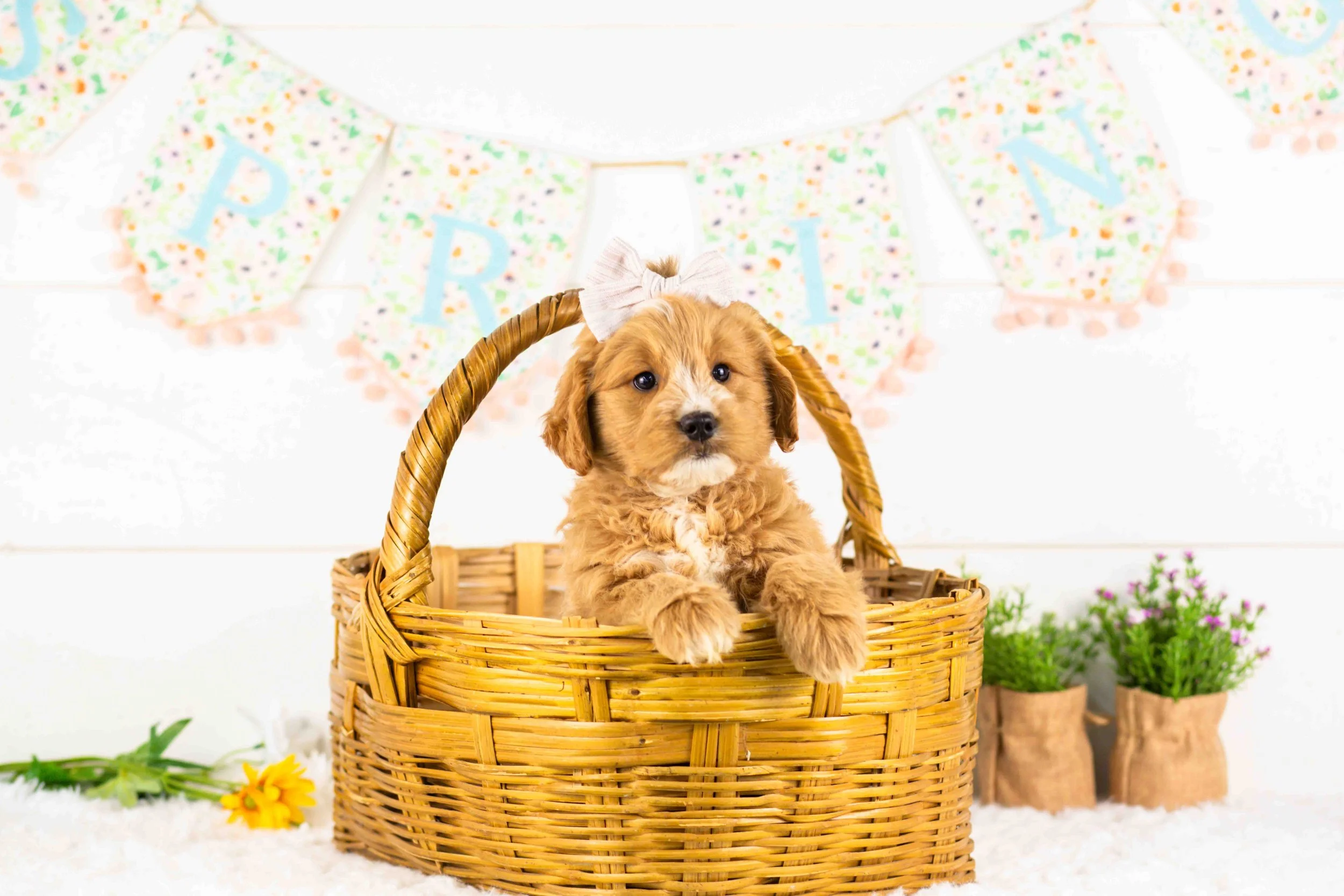 goldendoodle for sale