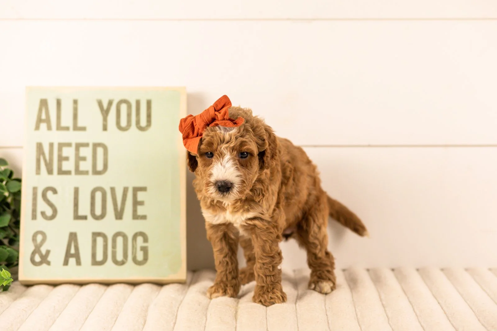 Larisa goldendoodle for sale(1).jpg