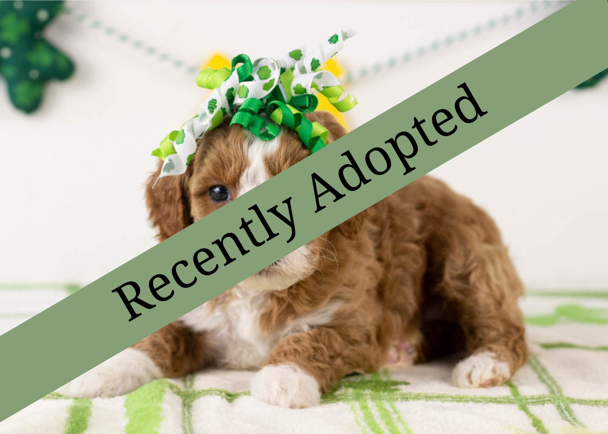 goldendoodle for sale