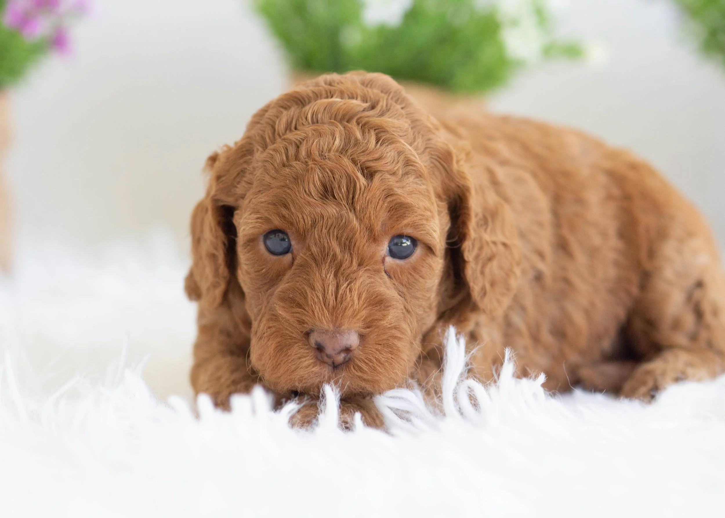 Zola Goldendoodle For Sale.jpg